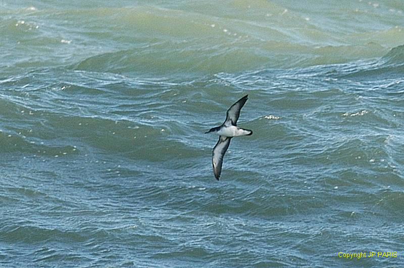 Puffinus puffinus